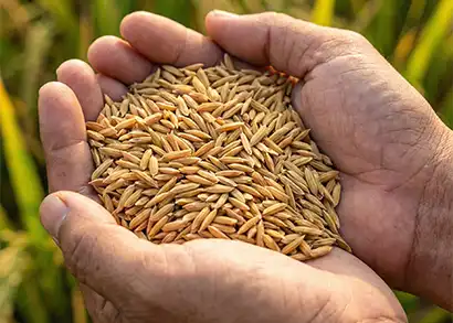 From Farm To Export, Excellence At Every Stage